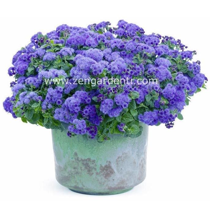 Ageratum tohumu mavi vapur dumanı blue mink