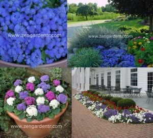 Ageratum tohumu mavi vapur dumanı blue mink