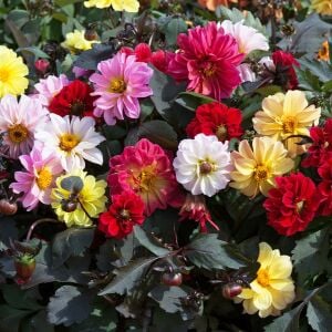 Dahlia yıldız çiçeği tohumu diablo serisi variabilis tohumu