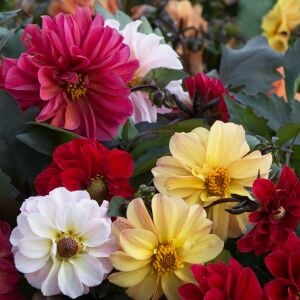 Dahlia yıldız çiçeği tohumu diablo serisi variabilis tohumu