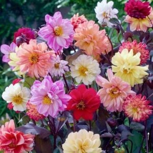 Dahlia yıldız çiçeği tohumu diablo serisi variabilis tohumu