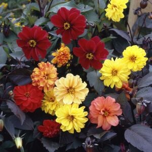 Dahlia yıldız çiçeği tohumu diablo serisi variabilis tohumu