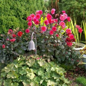 Dahlia yıldız çiçeği tohumu diablo serisi variabilis tohumu