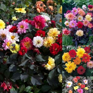 Dahlia yıldız çiçeği tohumu diablo serisi variabilis tohumu