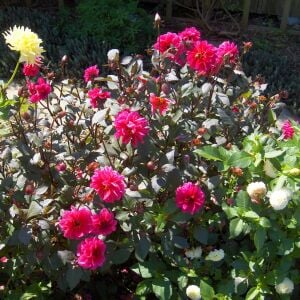 Dahlia yıldız çiçeği tohumu diablo serisi variabilis tohumu