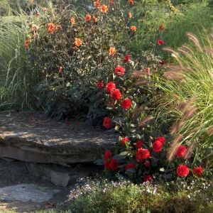 Dahlia yıldız çiçeği tohumu diablo serisi variabilis tohumu