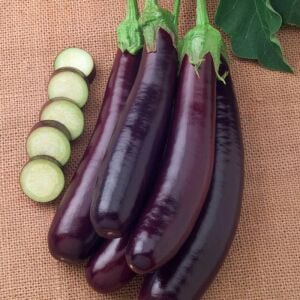 Hansel patlıcan tohumu minyatür saksılık