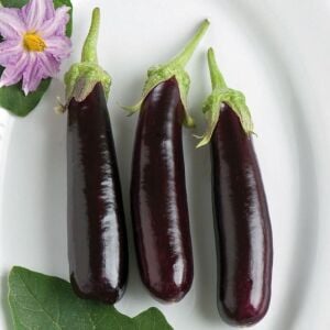 Hansel patlıcan tohumu minyatür saksılık