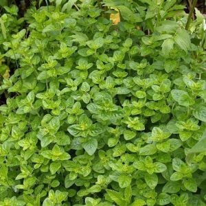 Yerli bilyalı kekik fidesi origanum onites