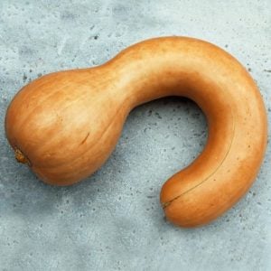 Neck eğri boyun balkabağı tohumu Atalık tohum