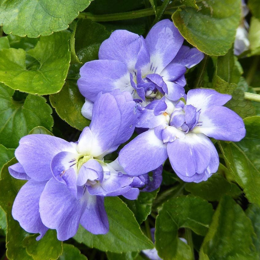 Katlı kokulu bahçe menekşesi fidesi viola odorata Bruneau