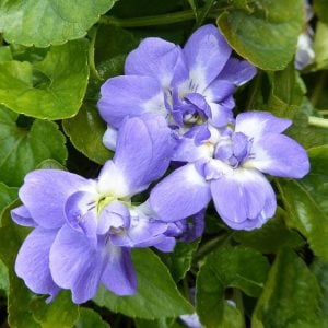 Katlı kokulu bahçe menekşesi fidesi viola odorata Bruneau