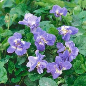 Katlı kokulu bahçe menekşesi fidesi viola odorata Bruneau