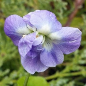 Katlı kokulu bahçe menekşesi fidesi viola odorata Bruneau