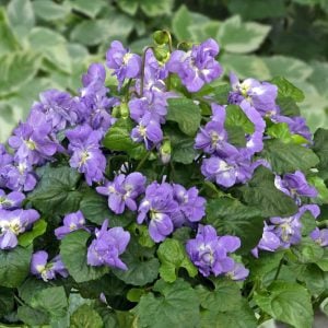 Katlı kokulu bahçe menekşesi fidesi viola odorata Bruneau
