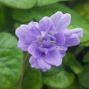 Katlı kokulu bahçe menekşesi fidesi viola odorata Bruneau