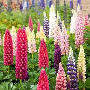 Kokulu lupin tohumu renkli karışım lupine russell strain