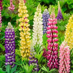 Kokulu lupin tohumu renkli karışım lupine russell strain