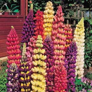 Kokulu lupin tohumu renkli karışım lupine russell strain