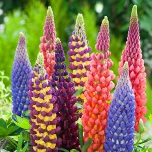 Kokulu lupin tohumu renkli karışım lupine russell strain