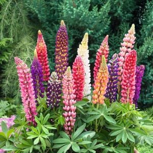 Kokulu lupin tohumu renkli karışım lupine russell strain