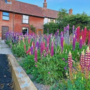 Kokulu lupin tohumu renkli karışım lupine russell strain