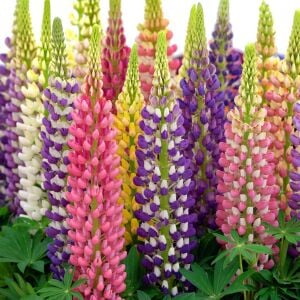 Kokulu lupin tohumu renkli karışım lupine russell strain