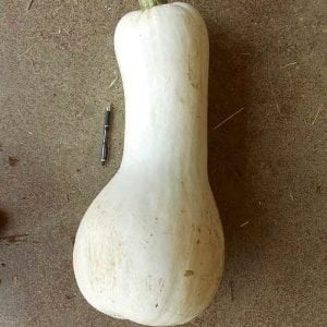 Cushaw beyaz balkabağı tohumu Atalık tohum