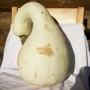 Cushaw beyaz balkabağı tohumu Atalık tohum