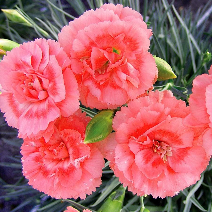 Romance parfüm kokulu karanfil fidesi perfume pinks