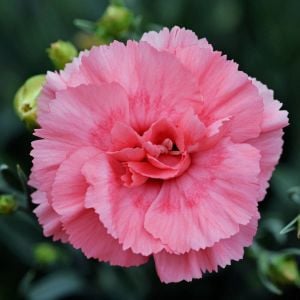 Romance parfüm kokulu karanfil fidesi perfume pinks