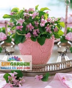 Kokulu bahçe menekşesi fidesi viola odorata Orchid pink