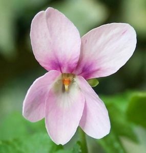 Kokulu bahçe menekşesi fidesi viola odorata Orchid pink