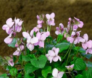Kokulu bahçe menekşesi fidesi viola odorata Orchid pink