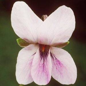 Kokulu bahçe menekşesi fidesi viola odorata Orchid pink