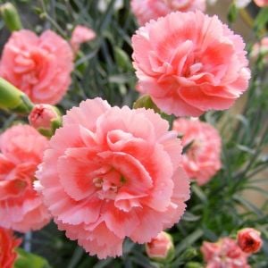 Romance parfüm kokulu karanfil fidesi perfume pinks