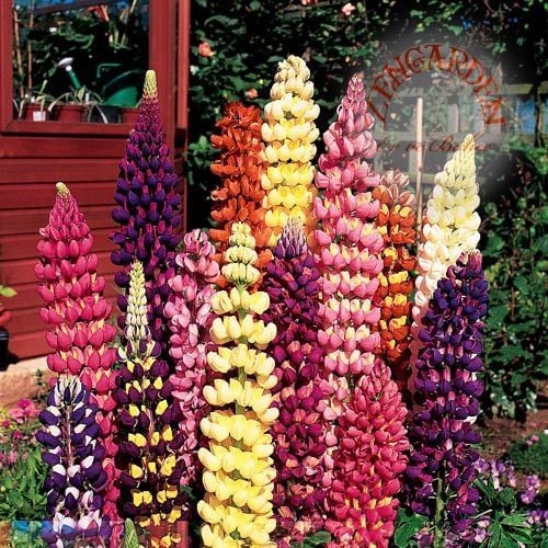 Kokulu lupin tohumu renkli karışım lupine russell strain