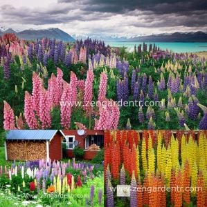 Kokulu lupin tohumu renkli karışım lupine russell strain