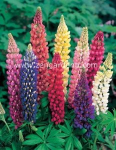 Kokulu lupin tohumu renkli karışım lupine russell strain