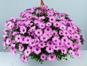 3 renk sarkan bodrum papatyası fidesi 3 adet fide