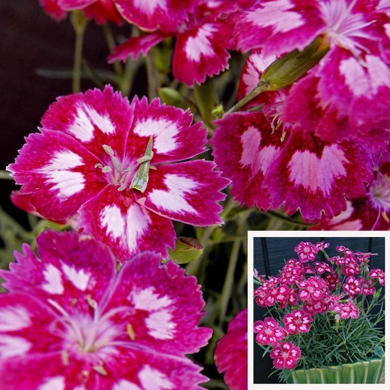 Hoş kokulu karanfil fidesi angel of desire dianthus plumarius