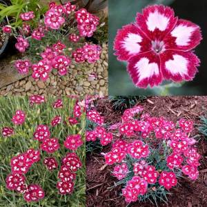 Hoş kokulu karanfil fidesi angel of desire dianthus plumarius