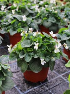 Kokulu bahçe menekşesi fidesi viola odorata alba