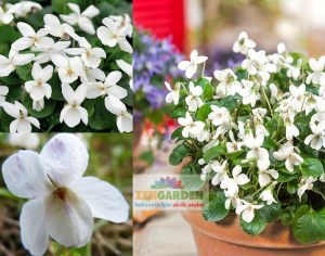 Kokulu bahçe menekşesi fidesi viola odorata alba