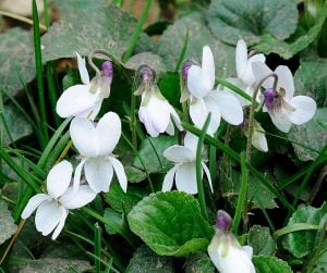 Kokulu bahçe menekşesi fidesi viola odorata alba