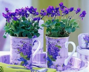 Kokulu bahçe menekşesi fidesi viola odorata Konigin Charlotte