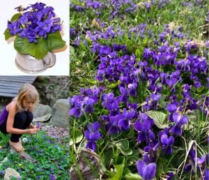 Kokulu bahçe menekşesi fidesi viola odorata Konigin Charlotte