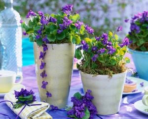 Kokulu bahçe menekşesi fidesi viola odorata Konigin Charlotte