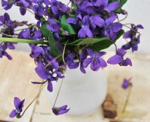 Kokulu bahçe menekşesi fidesi viola odorata Konigin Charlotte