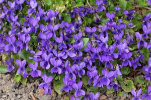 Kokulu bahçe menekşesi fidesi viola odorata Konigin Charlotte